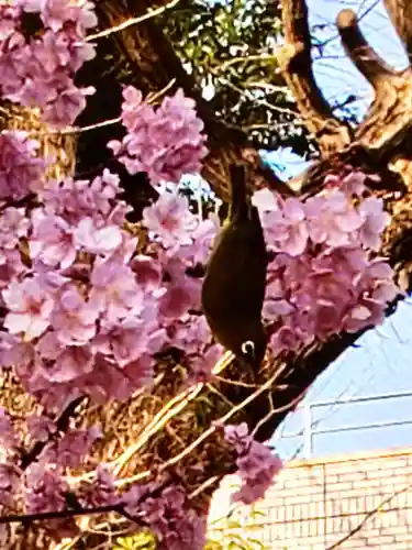鳩森八幡神社の動物