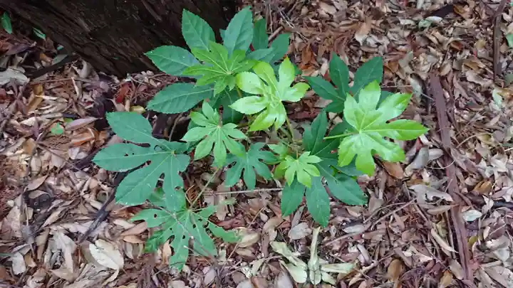金刀比羅神社(琴平神社)の自然