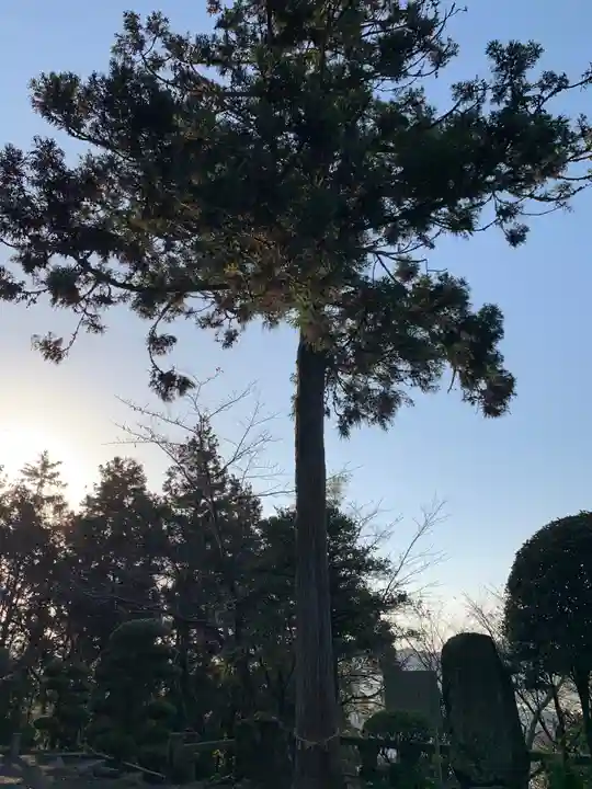 櫻田八幡宮の自然