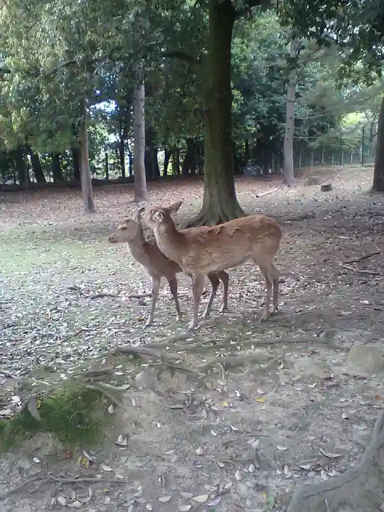 春日大社(奈良県)