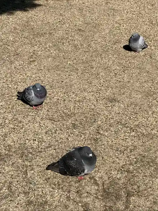 大阪天満宮の動物