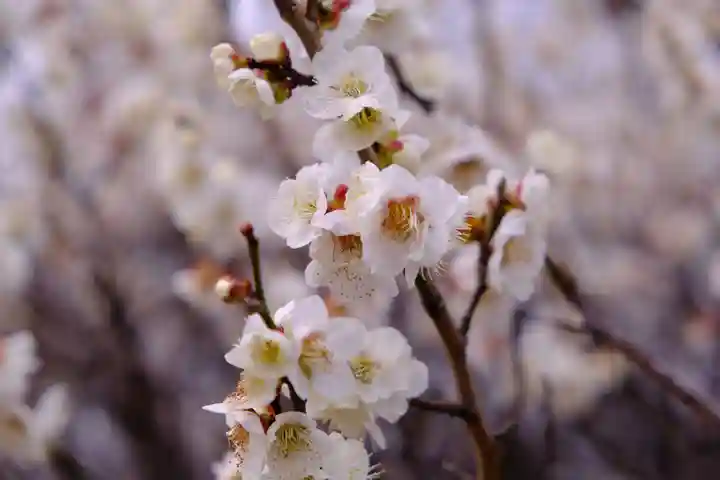 多治速比売神社の自然
