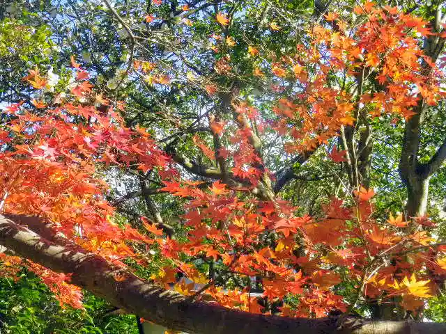 安國論寺(安国論寺)の自然