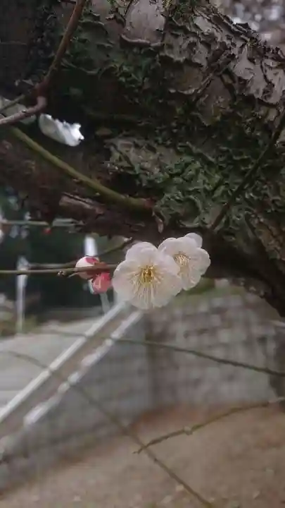千代ケ岡八幡宮の自然
