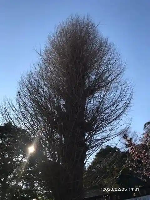 叶神社 (西叶神社)の自然