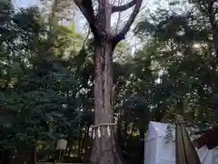 宇治上神社の自然