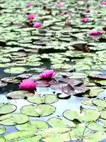 倶梨迦羅神社(長野県)