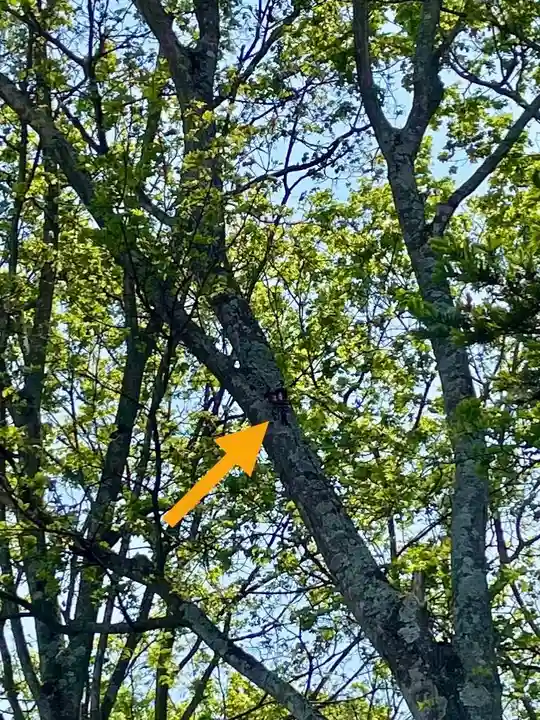 砂川神社(北海道)