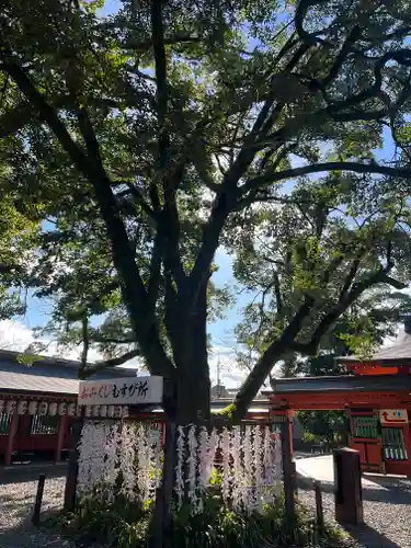富士山本宮浅間大社の自然