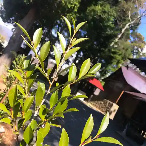 高司神社〜むすびの神の鎮まる社〜の自然