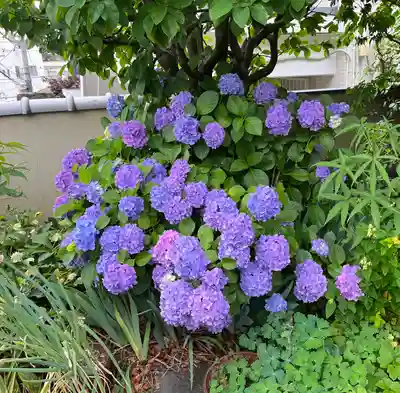 蓮乗院(東京都)