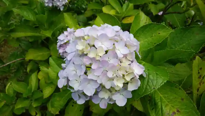 天台宗 長窪山 正覚寺の自然