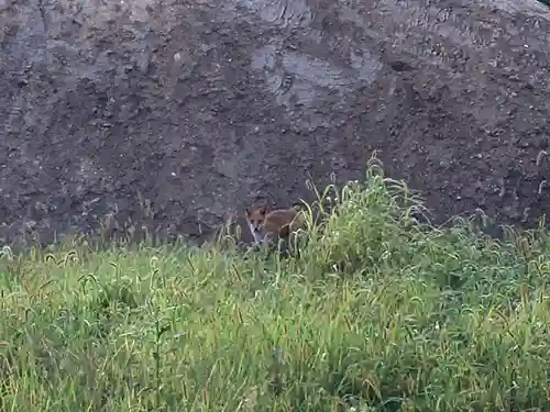 砂川神社の動物