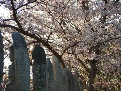 極楽山　浄土寺の自然