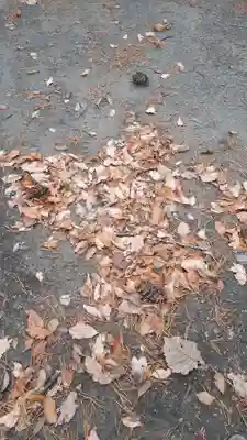 芽生神社の自然