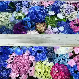 豊景神社の手水舎(2020年07月19日(日) 17時48分46秒投稿)