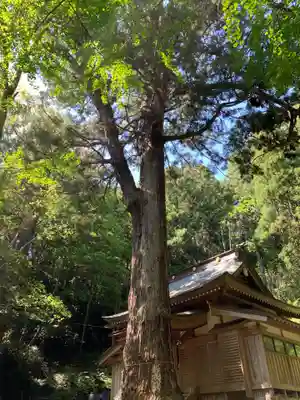 八乙女根尾神社の自然