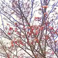 彌彦神社 (伊夜日子神社)の自然