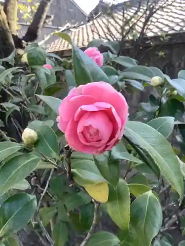 四季桜の寺 妙乗院の自然