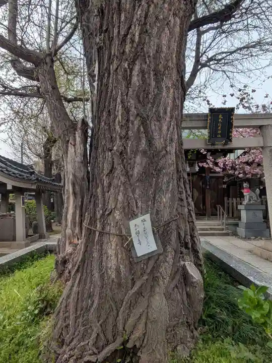 飛木稲荷神社の自然