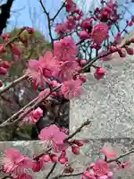 太宰府天満宮の自然