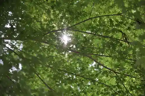 須山浅間神社の自然