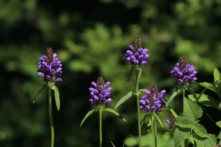 国宝 大法寺の自然