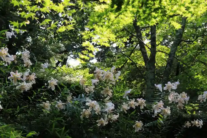 三春大神宮の自然