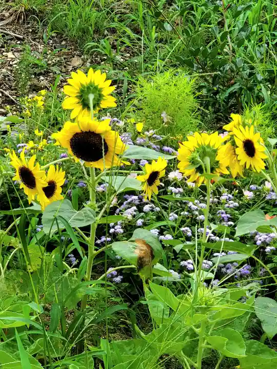 高司神社〜むすびの神の鎮まる社〜の自然