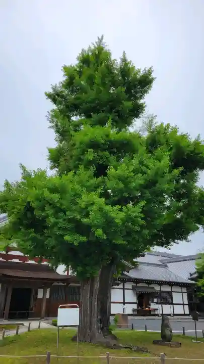 永保寺の{uncategorized: "未分類", other: "その他", undefined: "問題あり", building: "その他建物", grave: "お墓", sacred_gate: "鳥居", guardian: "狛犬", statue: "像", buddha: "仏像", history: "歴史", nature: "自然", garden: "庭園", animal: "動物", pagoda: "塔", temizu: "手水舎", mountain_gate: "山門・神門", sanctuary: "本殿・本堂", subordinate: "末社・摂社", art: "芸術", scenery: "景色", jizo: "地蔵", ema: "絵馬", goshuin: "御朱印", omikuji: "おみくじ", items: "授与品その他", amulet: "お守り", goshuincho: "御朱印帳", eats: "食事", festival: "お祭り", votive_dance: "神楽", shichigosan: "七五三参", wedding: "結婚式", experience: "体験その他", initially: "初詣", around: "周辺", anti_infection: "感染症対策"}