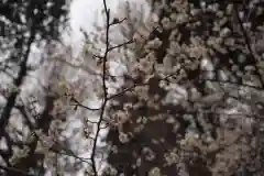 三芳野神社の自然