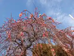 亀戸天神社の自然