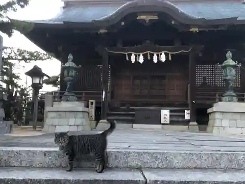 琴彈八幡宮の動物