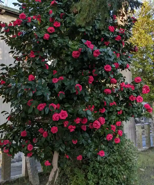 八幡社の{uncategorized: "未分類", other: "その他", undefined: "問題あり", building: "その他建物", grave: "お墓", sacred_gate: "鳥居", guardian: "狛犬", statue: "像", buddha: "仏像", history: "歴史", nature: "自然", garden: "庭園", animal: "動物", pagoda: "塔", temizu: "手水舎", mountain_gate: "山門・神門", sanctuary: "本殿・本堂", subordinate: "末社・摂社", art: "芸術", scenery: "景色", jizo: "地蔵", ema: "絵馬", goshuin: "御朱印", omikuji: "おみくじ", items: "授与品その他", amulet: "お守り", goshuincho: "御朱印帳", eats: "食事", festival: "お祭り", votive_dance: "神楽", shichigosan: "七五三参", wedding: "結婚式", experience: "体験その他", initially: "初詣", around: "周辺", anti_infection: "感染症対策"}