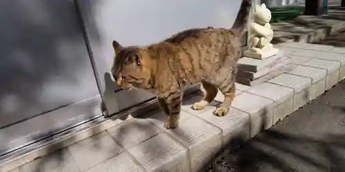 鹿角八坂神社の動物