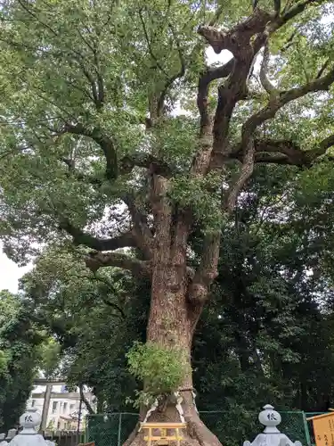 和泉國一之宮　大鳥大社の自然