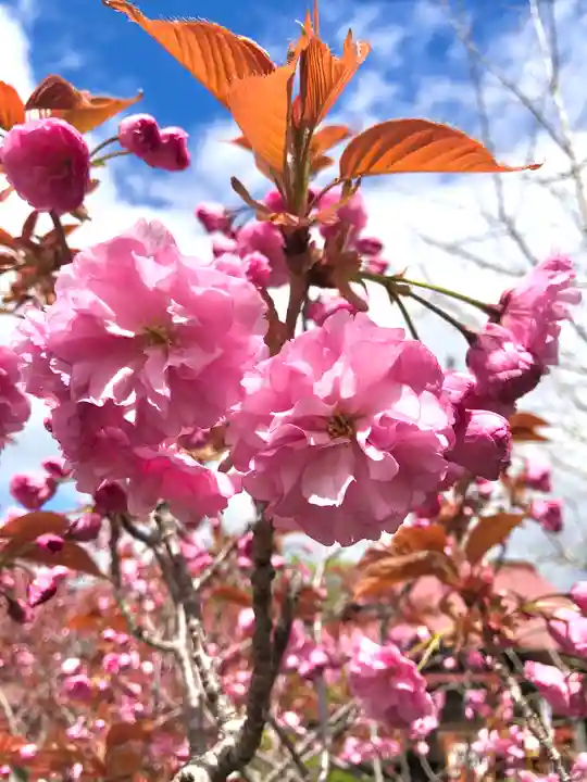 伊達神社の自然
