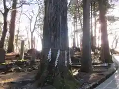 富士山東口本宮 冨士浅間神社の自然