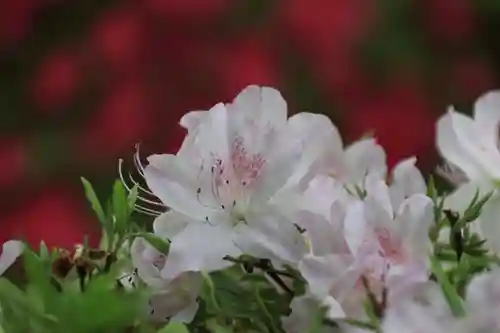 開成山大神宮の庭園