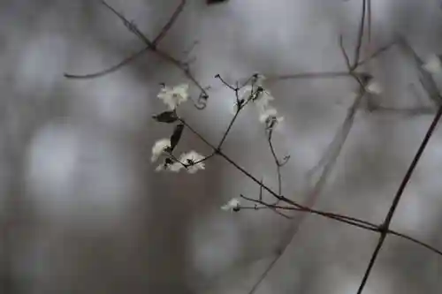阿久津「田村神社」（郡山市阿久津町）旧社名：伊豆箱根三嶋三社の自然