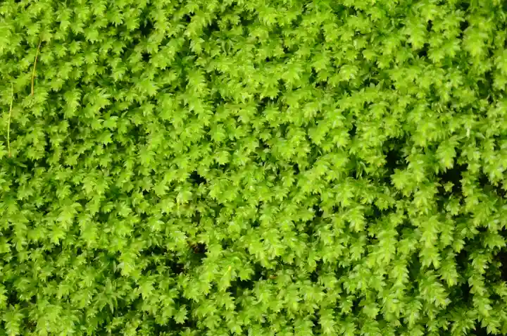 祇王寺(京都府)
