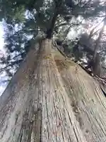 白鬚神社の自然