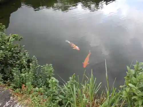 屋久島大社の動物