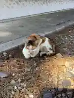 愛知県高浜市春日神社の動物