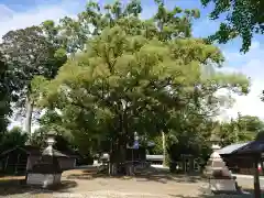 素盞嗚神社（八ツ畑）の自然