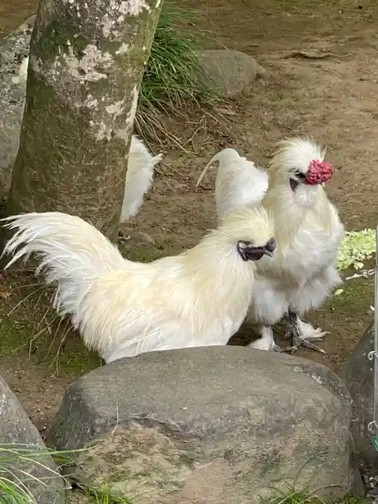 武田神社の動物