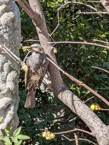 高円寺(東京都)