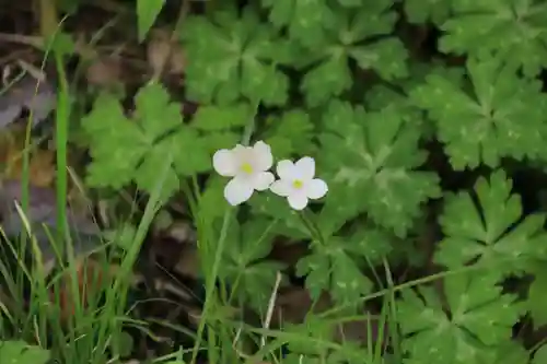 三渡神社の自然