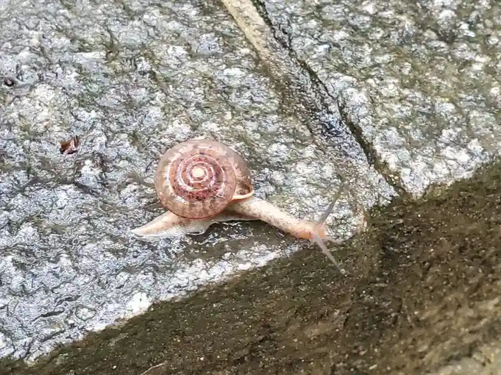福祥寺(須磨寺)の動物