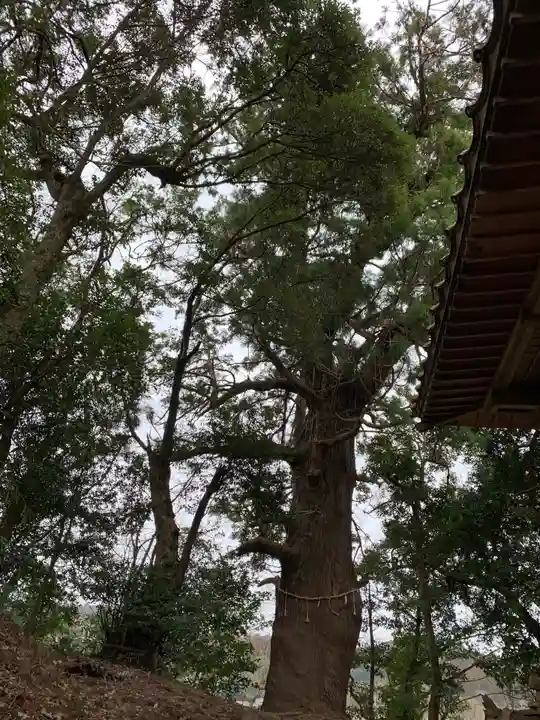 大宮神社の自然